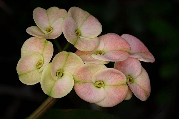 虎刺梅什么时候 开花虎刺梅花期是几月