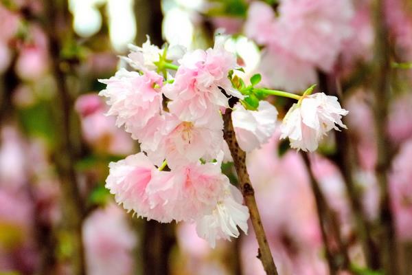 樱花和桃花的区别是什么（图解） 樱花怎么种