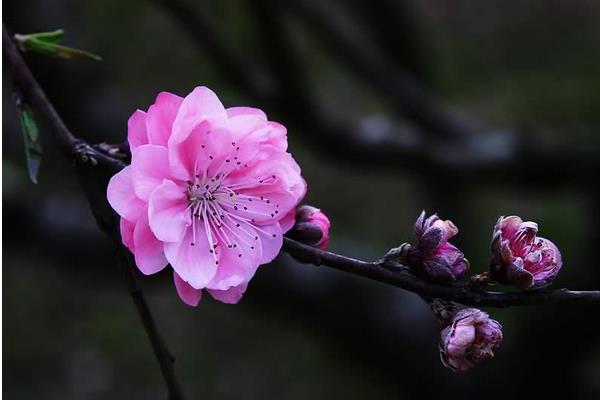 樱花和桃花的区别是什么（图解） 樱花怎么种