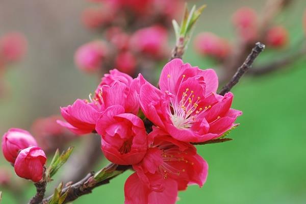 樱花和桃花的区别是什么（图解） 樱花怎么种