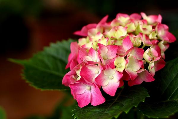 八仙花有毒吗 八仙花能放在室内卧室吗