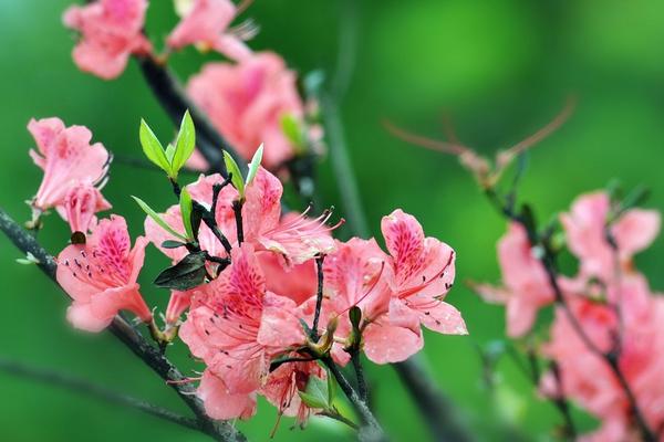 八仙花有毒吗 八仙花能放在室内卧室吗