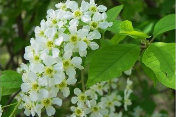 稠李是观花植物吗 稠李市场应用价值