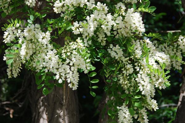 槐花包子馅怎么做 槐花包子怎么做好吃