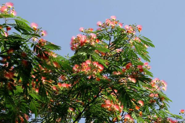 合欢花为什么叫苦情花、鬼树 合欢花植物特征