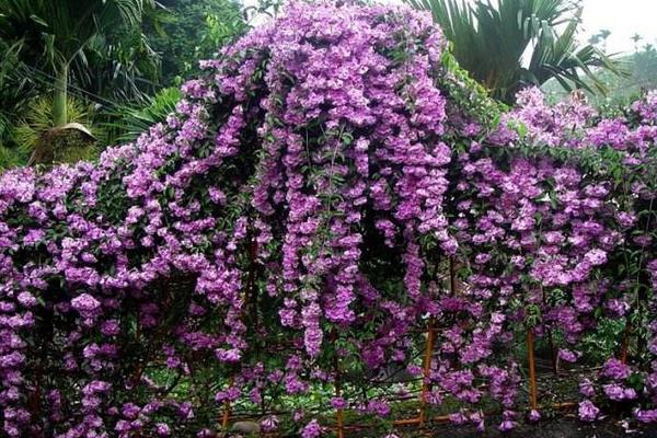 蒜香藤种几年能开花 蒜香藤什么时候开花（几月）