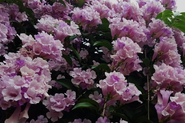 蒜香藤种几年能开花 蒜香藤什么时候开花（几月）