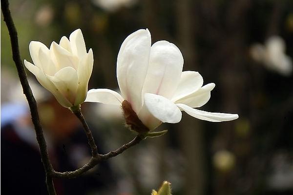 木兰花什么时候开（什么季节、几月） 木兰花的花语