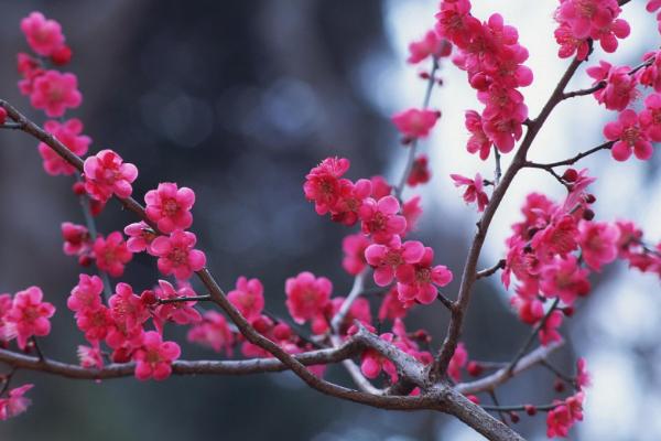 梅花什么时候开 梅花花期是几月