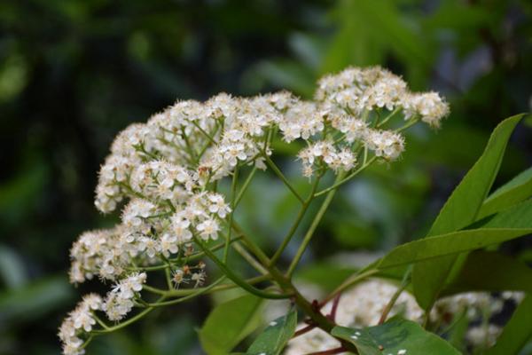 石楠花为什么叫最污花 小石楠花是什么梗