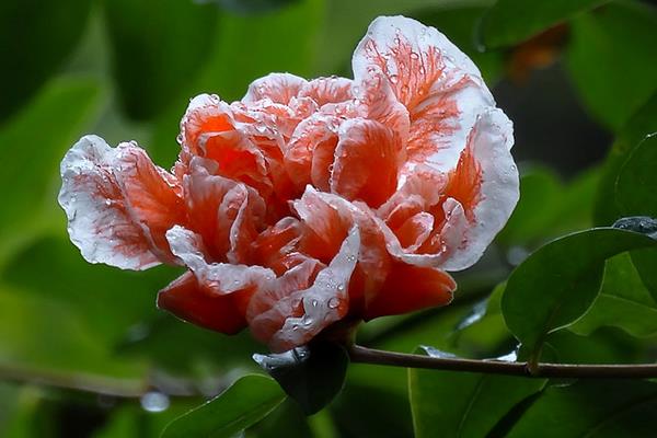 石榴花什么时候开（几月） 石榴花是什么颜色的