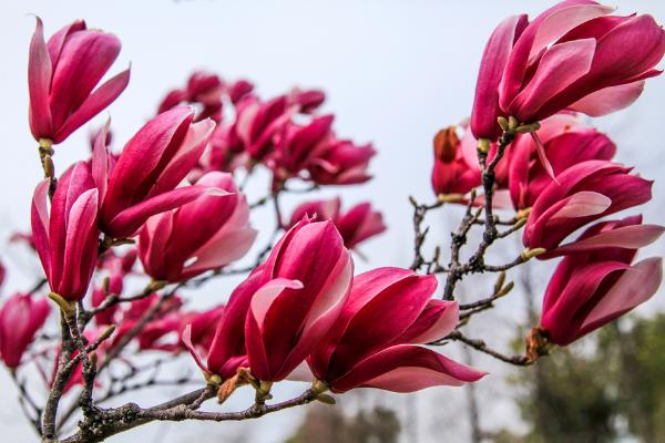 玉兰花什么时候开 玉兰花花期是几月