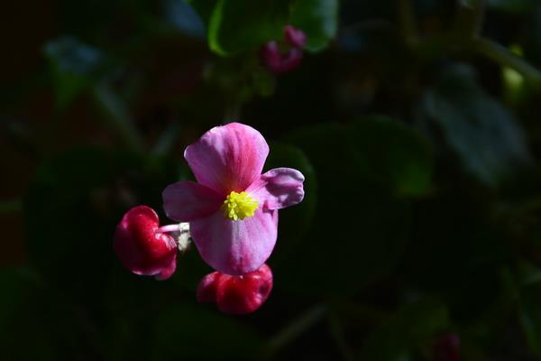 四季海棠什么时候开花(几月、开多久) 四季海棠掉花怎们办