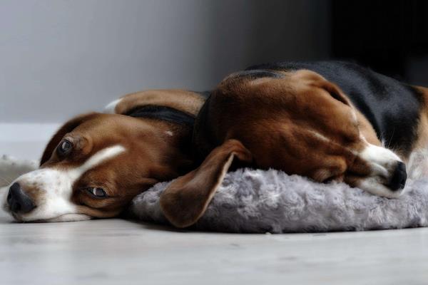 哈利犬和比格犬哪个好 哈利犬和比格犬的区别是什么