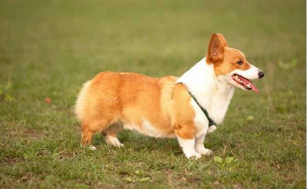 怎么看柯基犬纯不纯种 柯基犬什么颜色最好