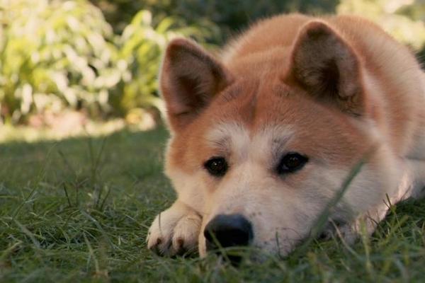 秋田犬聪明吗 秋田犬能长多大