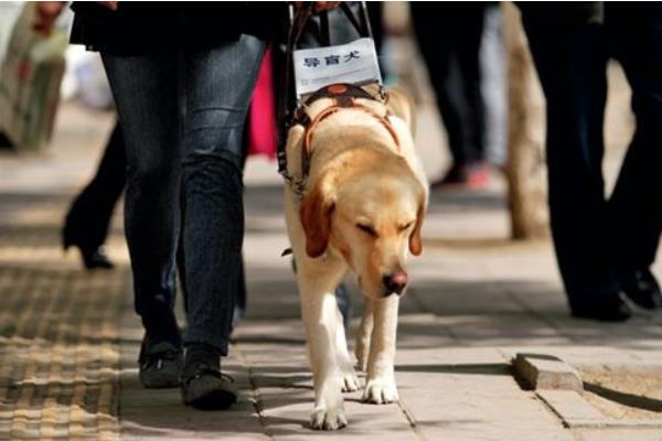 导盲犬是什么狗 导盲犬为什么不能摸