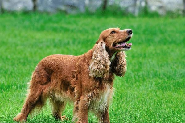 可卡犬好养吗 可卡犬为什么没人养 可卡犬缺点是什么