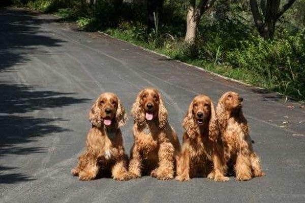 可卡犬好养吗 可卡犬为什么没人养 可卡犬缺点是什么