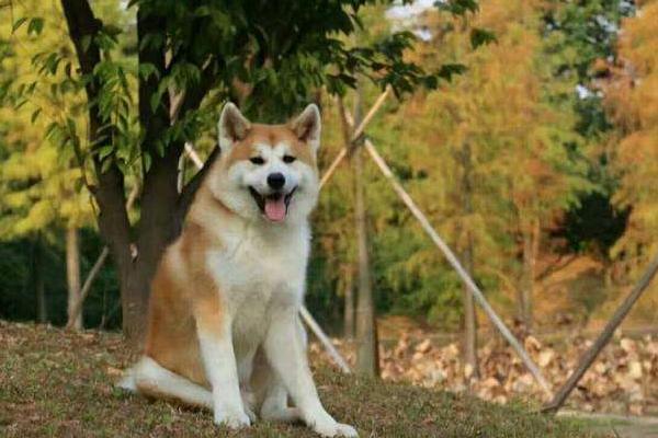 为什么养秋田犬的人少 秋田犬为什么禁养