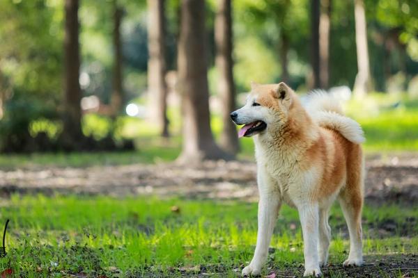 为什么养秋田犬的人少 秋田犬为什么禁养