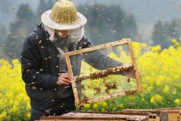 蜂王死了蜂群怎么办 没有蜂王的蜜蜂怎么养