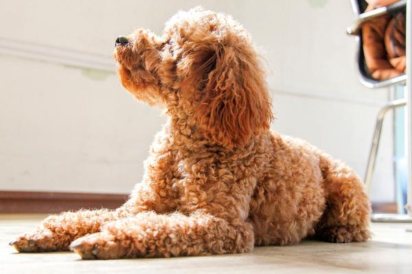 泰迪犬什么颜色最贵 泰迪犬怎么看纯不纯