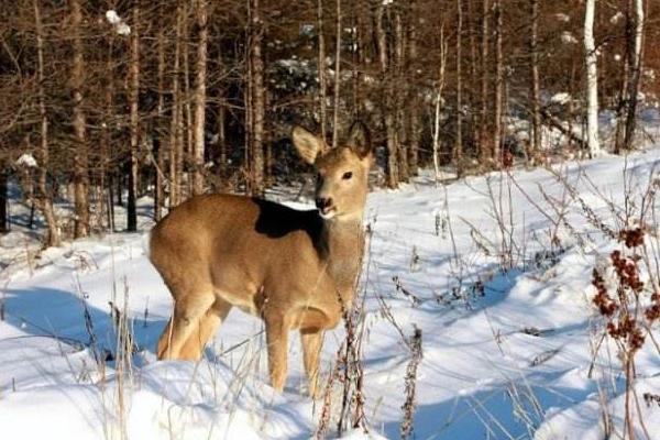 狍子、鹿、獐子的区别是什么 狍子是什么动物