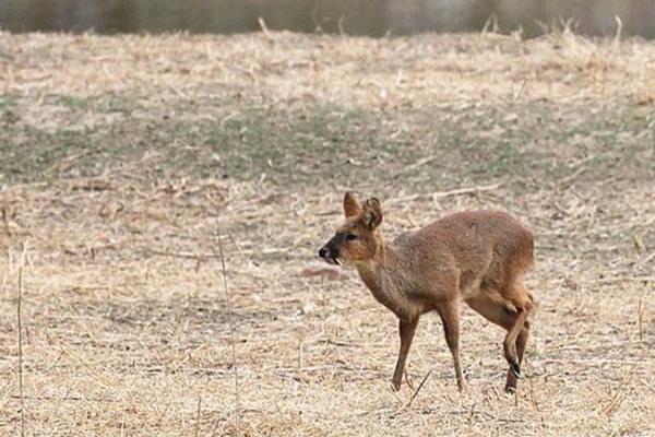 狍子、鹿、獐子的区别是什么 狍子是什么动物