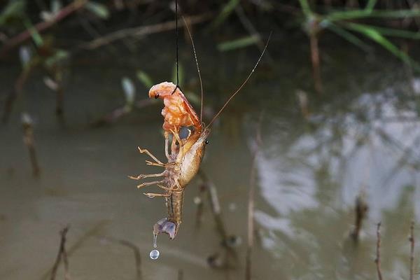 什么季节钓龙虾 钓龙虾技巧 为什么土豆可以钓龙虾