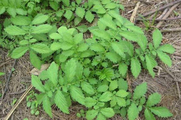 仙鹤草能降血糖吗 仙鹤草能防癌吗