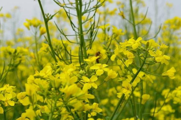 油菜花是什么颜色 油菜花有几个花瓣