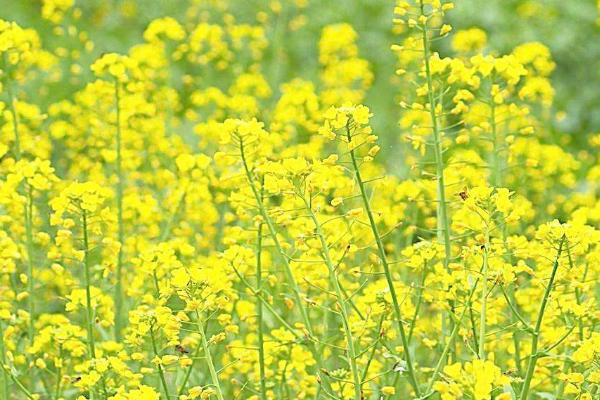 青海油菜花在哪里 门源油菜花什么时候开 青海湖门源油菜花花期是几月