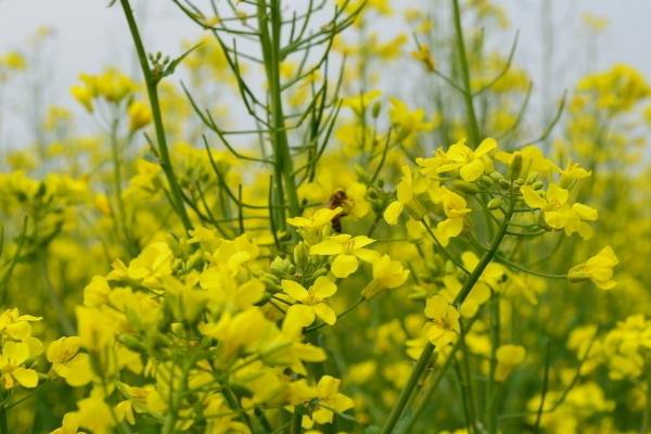 青海油菜花在哪里 门源油菜花什么时候开 青海湖门源油菜花花期是几月