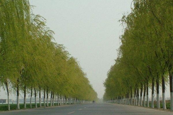 柳树靠什么传播种子 柳树什么时候发芽（季节）