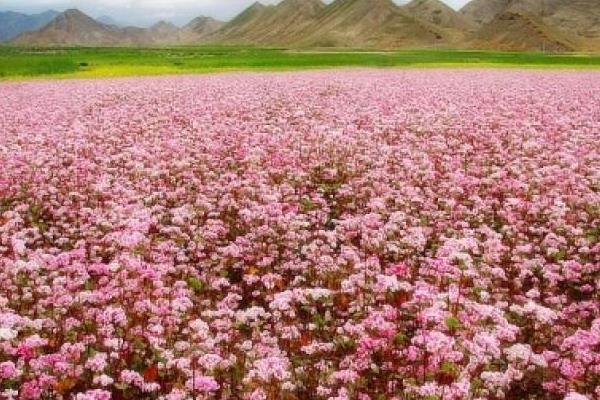 荞麦花什么时候开 荞麦花花语是什么