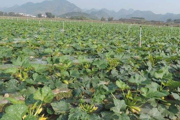 西葫芦种植时间 西葫芦什么时候上市