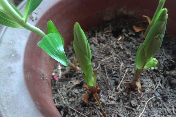 盆栽百合花怎么养？百合花盆栽种植方法