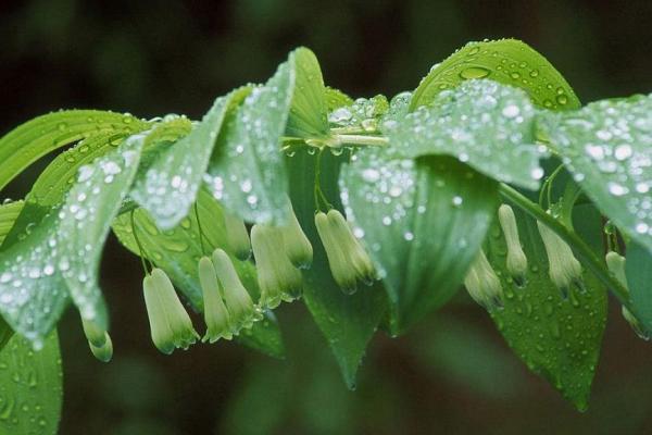 广东适合种植什么药材