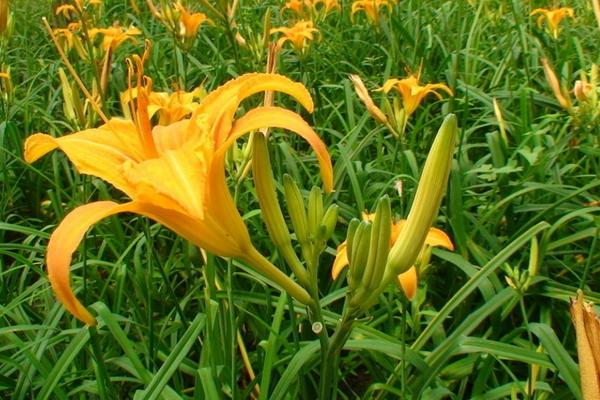 黄花菜采摘后怎么管理 黄花菜下雨天怎么处理