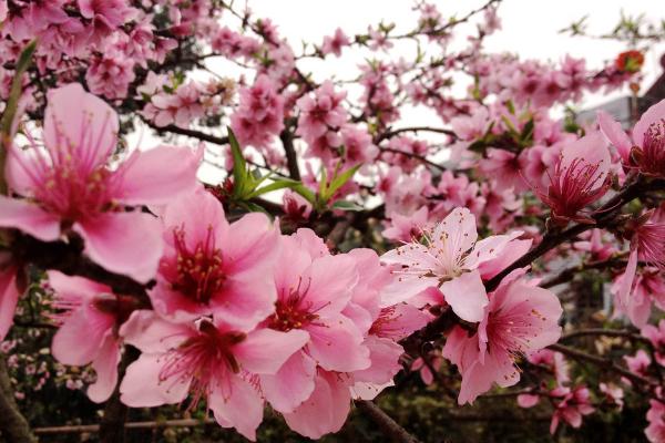 桃花怎么种 桃花种植方法与注意事项