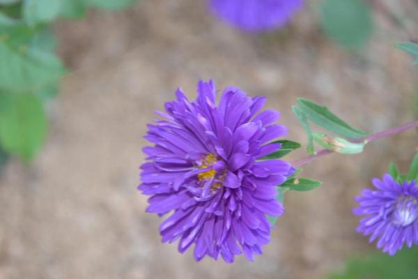 翠菊种子怎么播种 翠菊繁殖方法