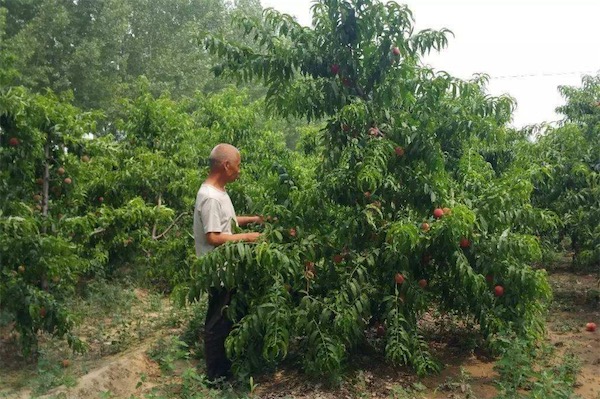 桃树修剪技术