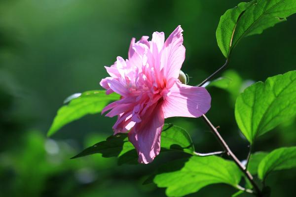 木槿怎么修剪枝叶 木槿花的养殖方法和注意事项