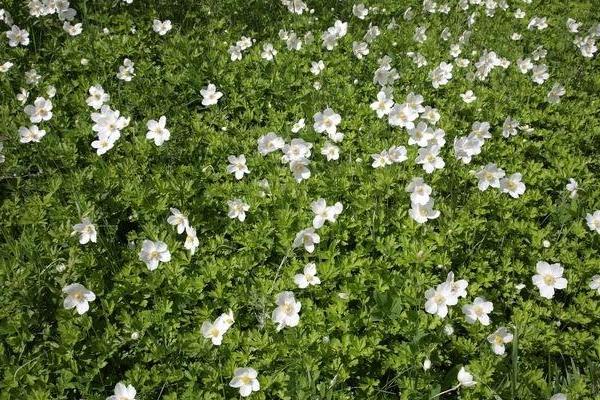 银莲花怎么种 银莲花种植方法与注意事项