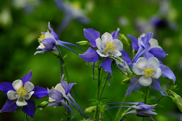 耧斗菜怎么养 盆栽耧斗菜种植方法与注意事项