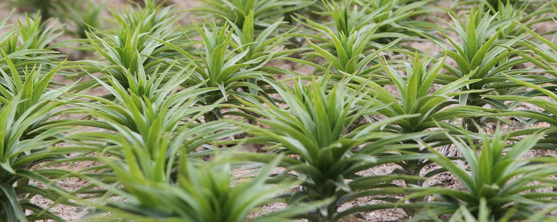 食用百合的种植技术与管理事项