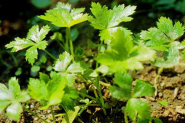 鸭儿芹是水芹菜、欧芹还是香菜 鸭儿芹在中国叫什么