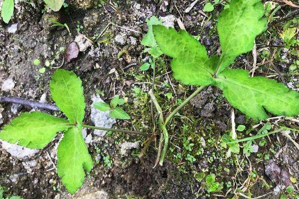 鸭儿芹是水芹菜、欧芹还是香菜 鸭儿芹在中国叫什么