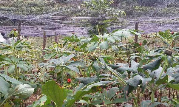 重楼种植条件 重楼人工种植方法